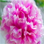 19usd double purple Ngryise 8000Pcs A Set  Portulaca grandiflora seed