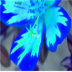 19usd double blue Ngryise 8000Pcs A Set  Portulaca grandiflora seed