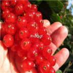 19usd red Ngryise 3000Pcs A Set Physalis Peruviana seed
