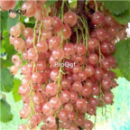 19usd pink Ngryise 3000Pcs A Set Physalis Peruviana seed