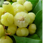 19usd white Ngryise 3000Pcs A Set Physalis Peruviana seed