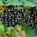 19usd black Ngryise 3000Pcs A Set Physalis Peruviana seed
