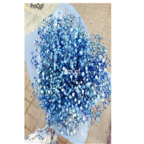 19usd blue Ngryise 6000Pcs A Set Gypsophila paniculata babysbreath seed