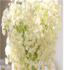 19usd Ngryise white 6000Pcs A Set Gypsophila paniculata babysbreath seed