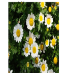 19usd Ngryise 3000Pcs A Set Chrysanthemum paludosum seed