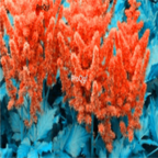 18usd orange Ngryise 500pcs Astilbe chinensis seed