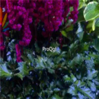 18usd dark purple Ngryise 500pcs Astilbe chinensis seed