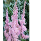 18usd pink Ngryise 500pcs Astilbe chinensis seed