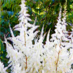 18usd white Ngryise 500pcs Astilbe chinensis seed