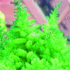 18usd green Ngryise 500pcs Astilbe chinensis seed