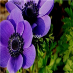 19usd purple Ngryise 500pcs Anemone cathayensis seed