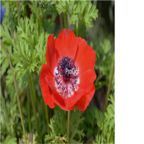 19usd red Ngryise 500pcs Anemone cathayensis seed