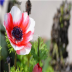 19usd red white Ngryise 500pcs Anemone cathayensis seed