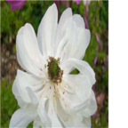 19usd white Ngryise 500pcs Anemone cathayensis seed