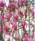 19usd Ngryise 500pcs Magnolia soulangeana seed