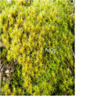 19usd Ngryise 500pcs Tortula muralis Moss seed