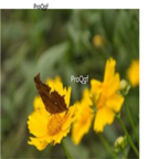 19usd Prodgf 30000Pcs Coreopsis basalis seed