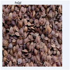 19usd Prodgf 5000Pcs  Mimosa pudica seed