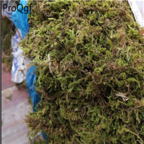39usd 250Gram A Set Succulent Expensive Pet Watergrass Moss