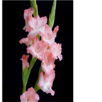 10usd pink Ngryise 5pcs Vaniot Houtt gladiolus Bulb