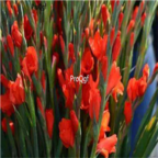 10usd orange Ngryise 5pcs Vaniot Houtt gladiolus Bulb