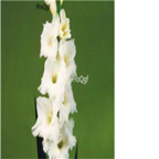 10usd white Ngryise 5pcs Vaniot Houtt gladiolus Bulb