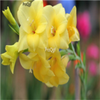 10usd yellow Ngryise 5pcs Vaniot Houtt gladiolus Bulb