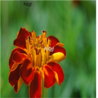 19usd Ngryise 3000pcs  a set Tagetes patula seed