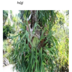 26usd Ngryise 500pcs  a set  Platycerium Wallichii seed