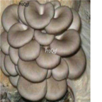 26usd Ngryise 100pcs Pleurotus ostreatus seed