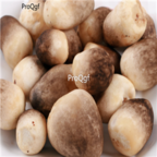 29usd Ngryise 100pcs Volvariella volvacea seed
