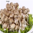 29usd Ngryise 100pcs  Hypsizygus marmoreu seed