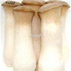 26usd Ngryise 100pcs  Pleurotus eryngii  seed
