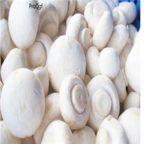 29usd Ngryise 100pcs Agaricus bisporus seed
