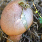 29usd Ngryise 100pcs  Suillusluteus seed