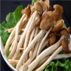 29usd Ngryise 100pcs  Agrocybe aegerita  seed