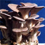 29usd Ngryise 100pcs   Pleurotus sajor-caju seed