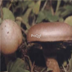 29usd Ngryise 100pcs Chroogomphidius viscidus seed