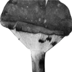 29usd Ngryise 100pcs  Russula adusta seed