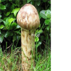 29usd Ngryise 100pcs Tricholoma matsutake seed