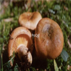 29usd Ngryise 100pcs Lactarius deliciosus seed