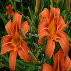 26usd orange Ngryise 6Pcs A Set Hemerocallis fulva Root