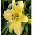 26usd yellow Ngryise 6Pcs A Set Hemerocallis fulva Root