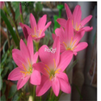 26usd pink Ngryise 10Pcs A Set Rainlily Haylockia Root