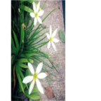 26usd white Ngryise 10Pcs A Set Rainlily Haylockia Root