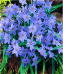 26usd blue Ngryise 10Pcs A Set Rainlily Haylockia Root