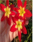 26usd red Ngryise 10Pcs A Set Rainlily Haylockia Root