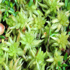 29usd 5000pcs Ngryise Sphagnum palustre seed