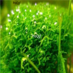 29usd Ngryise 100pcs R. fluitans seed