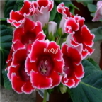39usd Ngryise 100pcs Sinningia speciosa seed